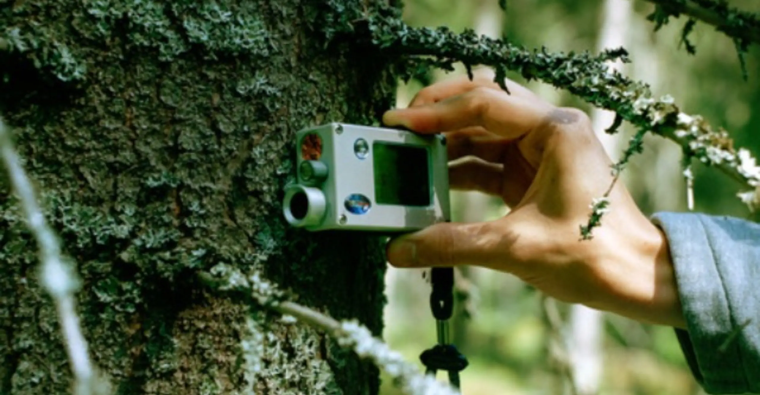 A hand holding an electronic device against a tree on a forest