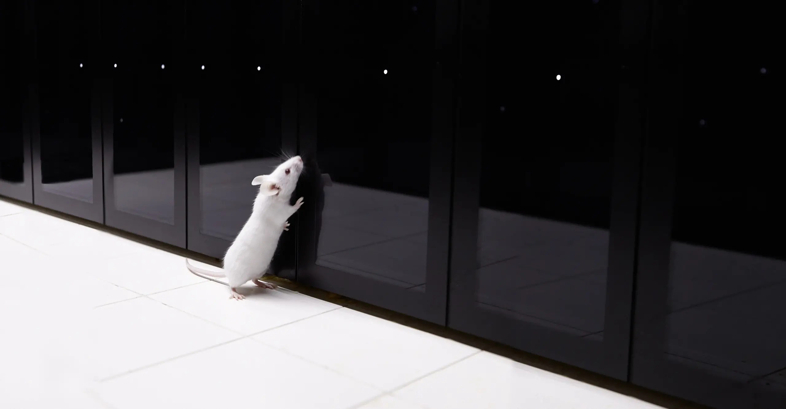 A white mouse 