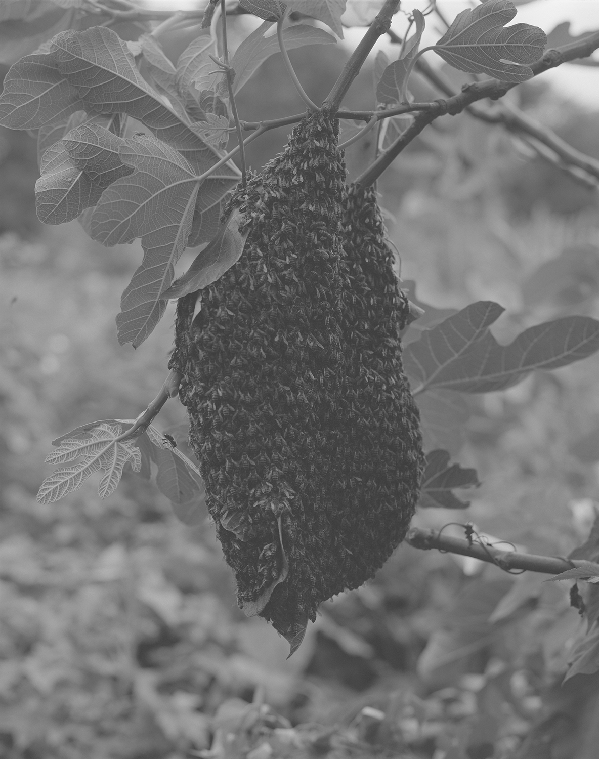 Sam Laughlin, Honeybee swarm (Apis mellifera) from the series A Certain Movement