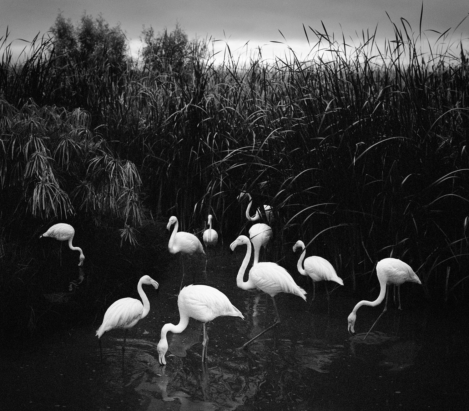 Mt. Etio, Namibia, 2005 © Pentti Sammallahti