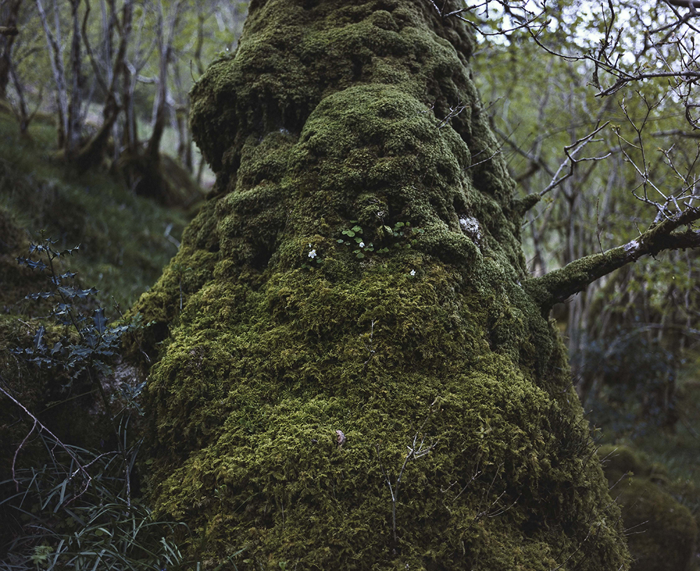 Chrystel Lebas, Re-visiting Colonisation of boulder by Mosses & Oxalis acetosella.Plate n°1254, Arrochar, May 2012. 56°13.041’ N 4°44.146’ W