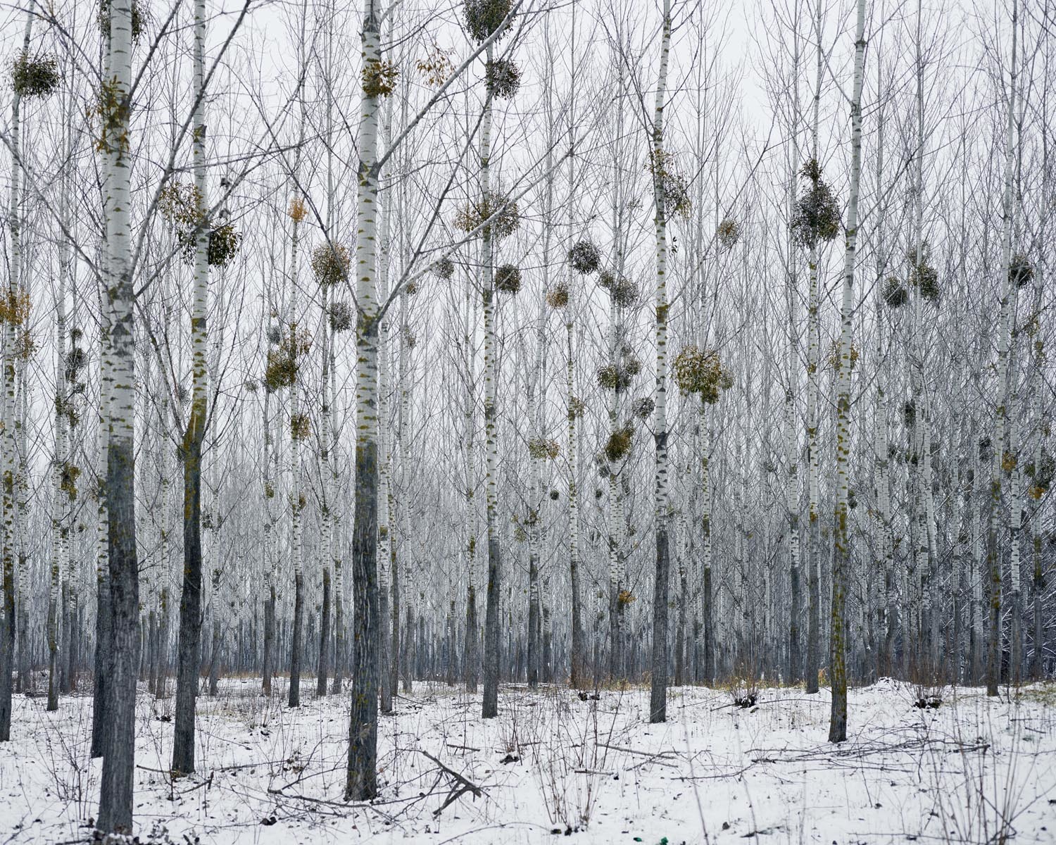 Forest with Mistletoe (near Oradea, West Romania), 2014 © Tamas Dezso