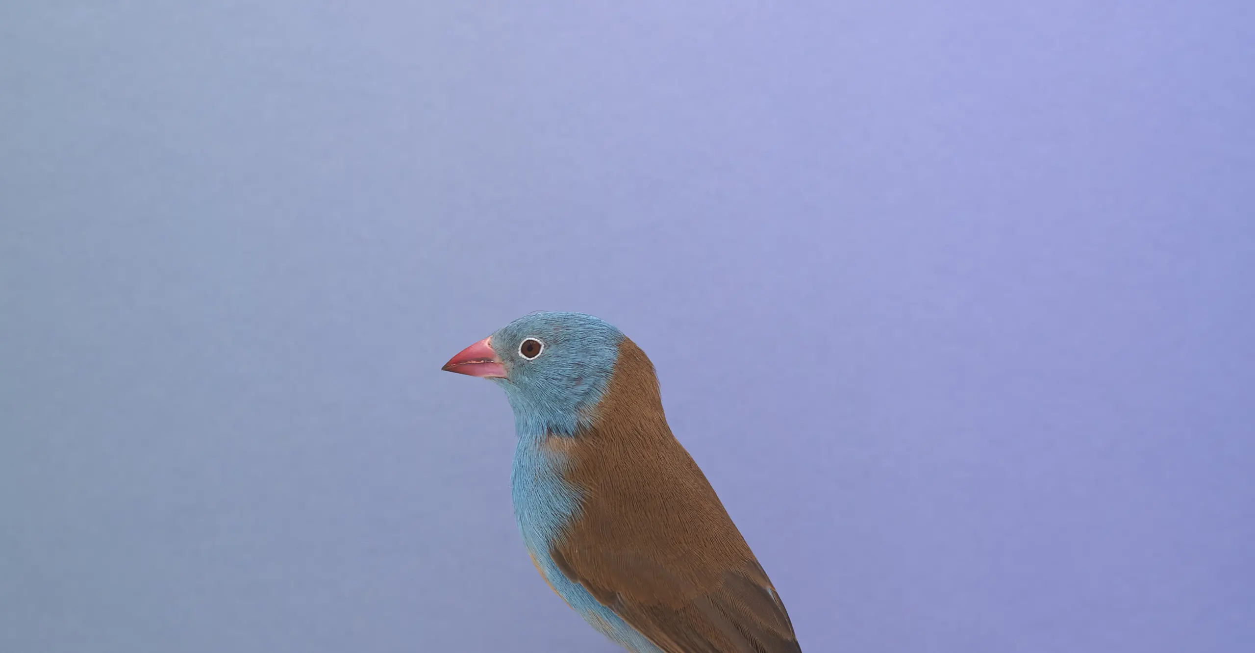 Blue Cap Waxbill © Luke Stephenson Courtesy of the artist and The Photographers’ Gallery