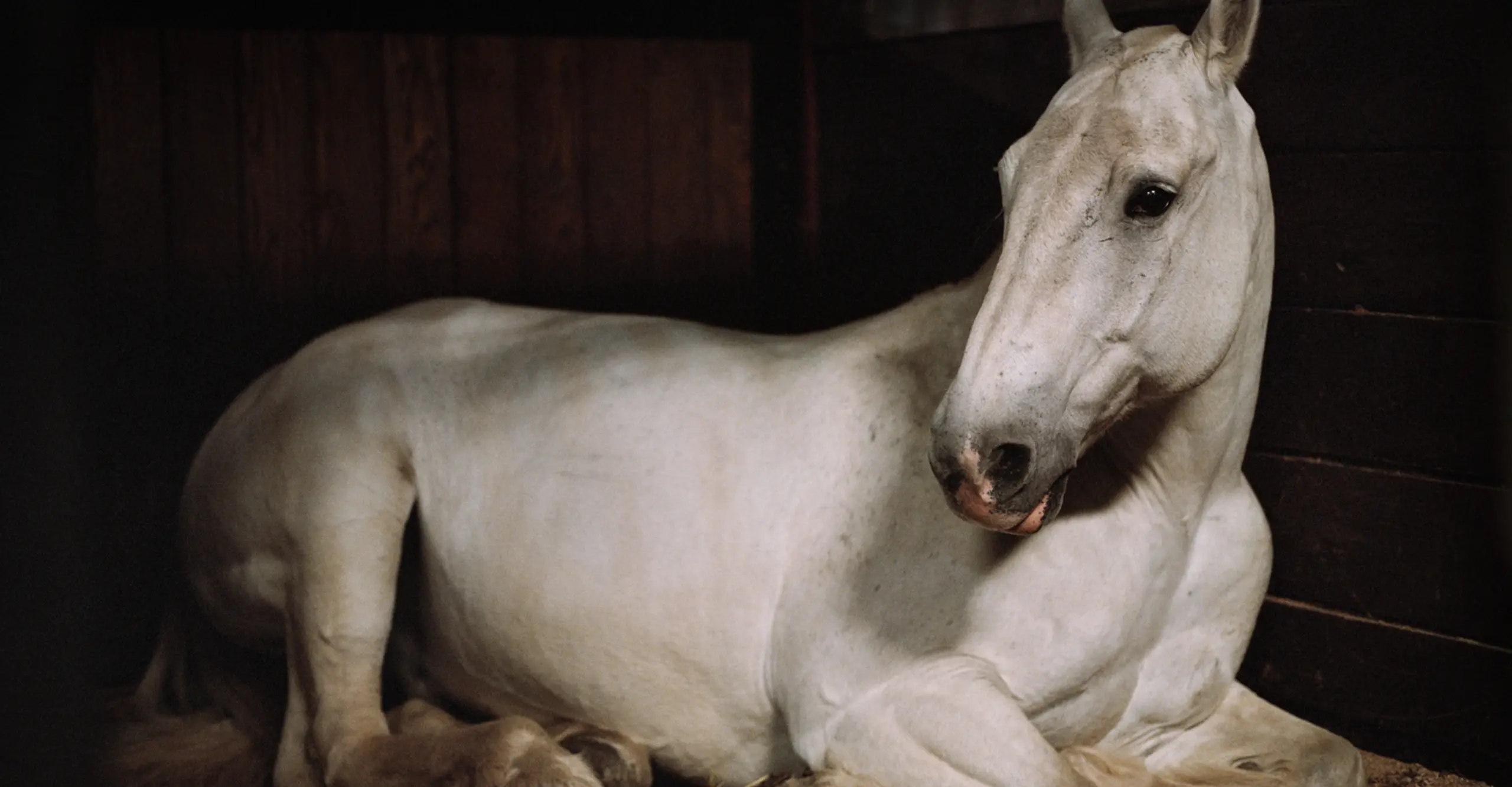 Charlotte Dumas: Anima and the Widest Prairies | The Photographers 