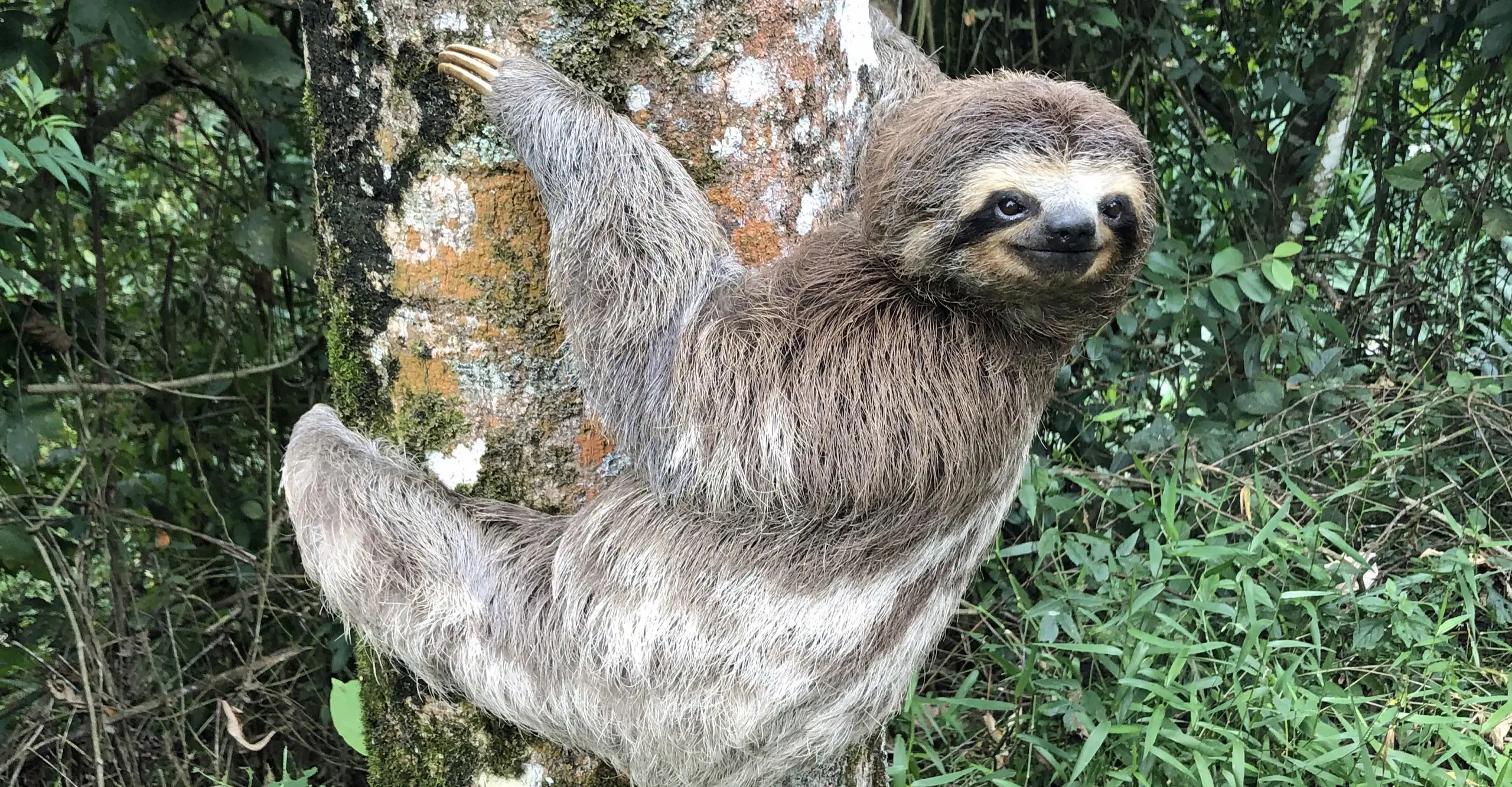 A photograph of a grey sloth hanging in a tree, facing to the right and smirking