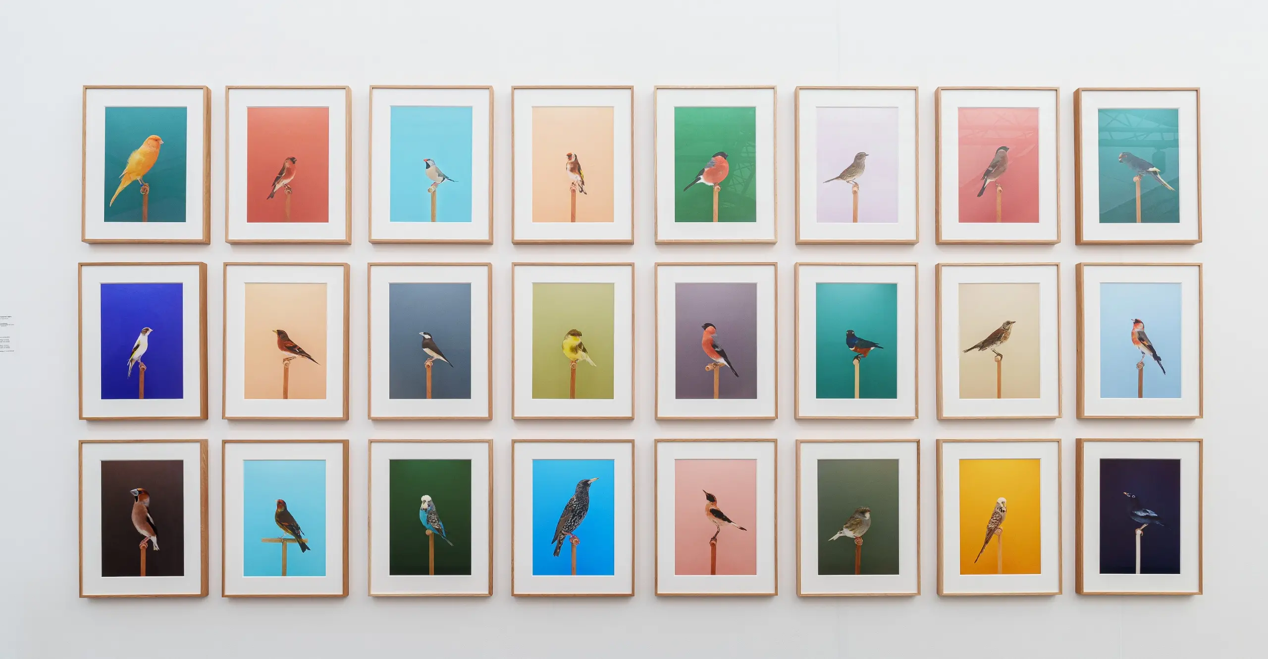 Colour photograph of a white wall with a grid of framed colour photographs of different birds all with different colour backgrounds and different coloured birds