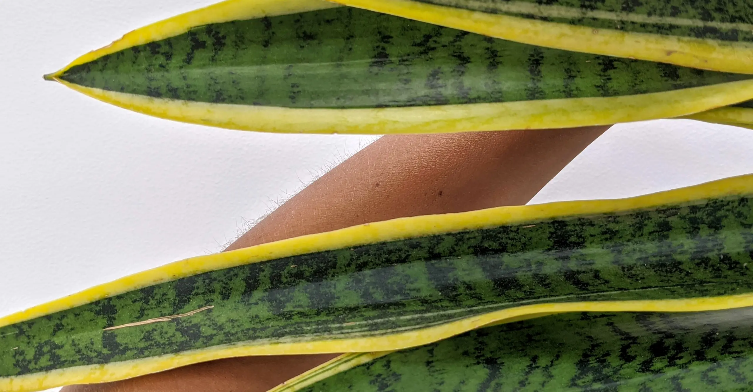 Colour photograph with a finger that is partially obscured by four plant leaves