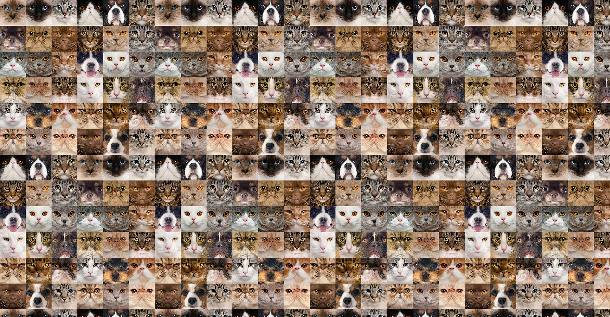 An image-grid of the faces of dogs and cats