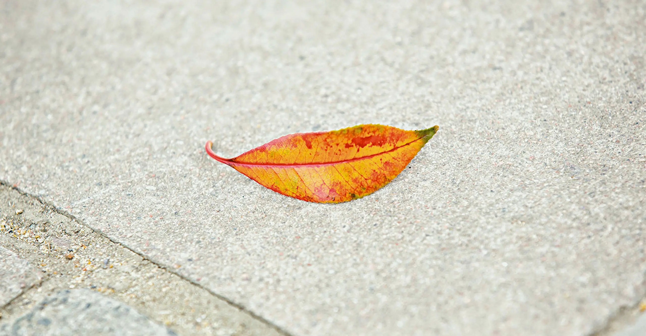 An orange leaf fallen onto grey paving stones forms the shape of wry, smiling lips.