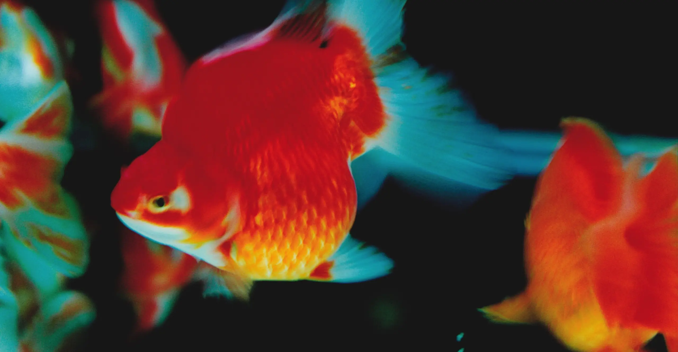 Close up of goldfish