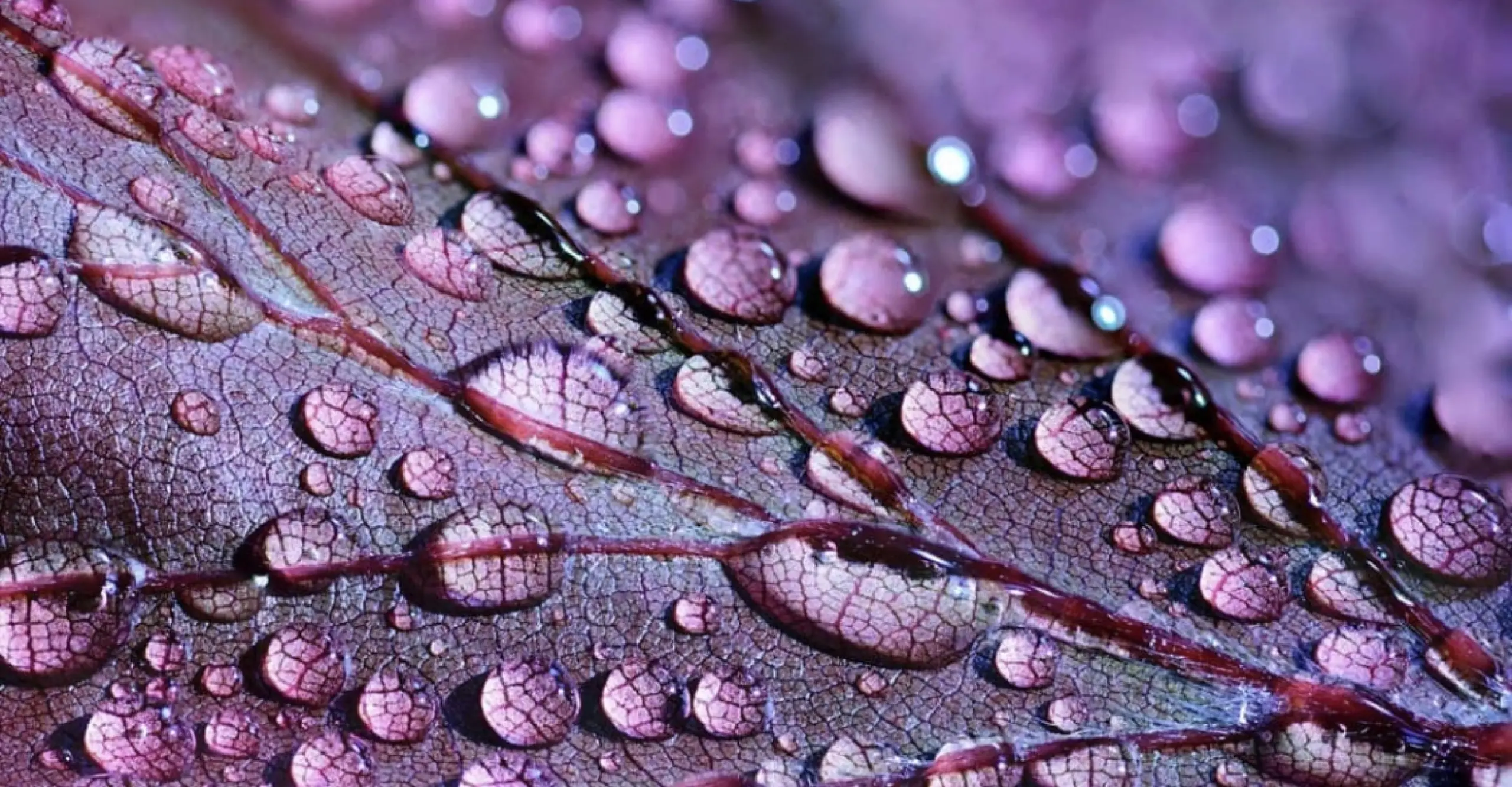 Close up image of water droplets on a purple leaf