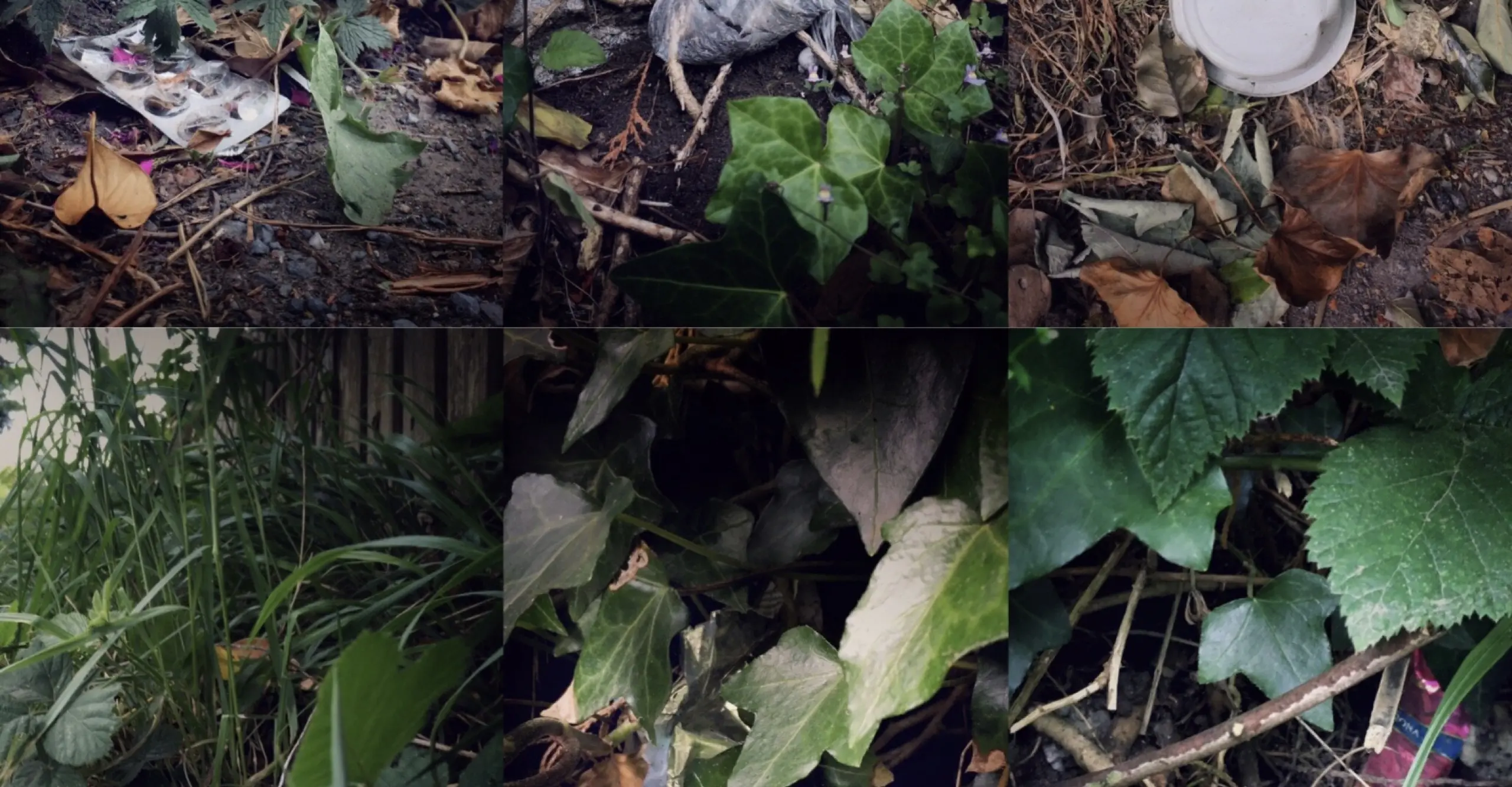 Collage of six images featuring a close up of the leaves and plants growing from the ground with various pieces of litter