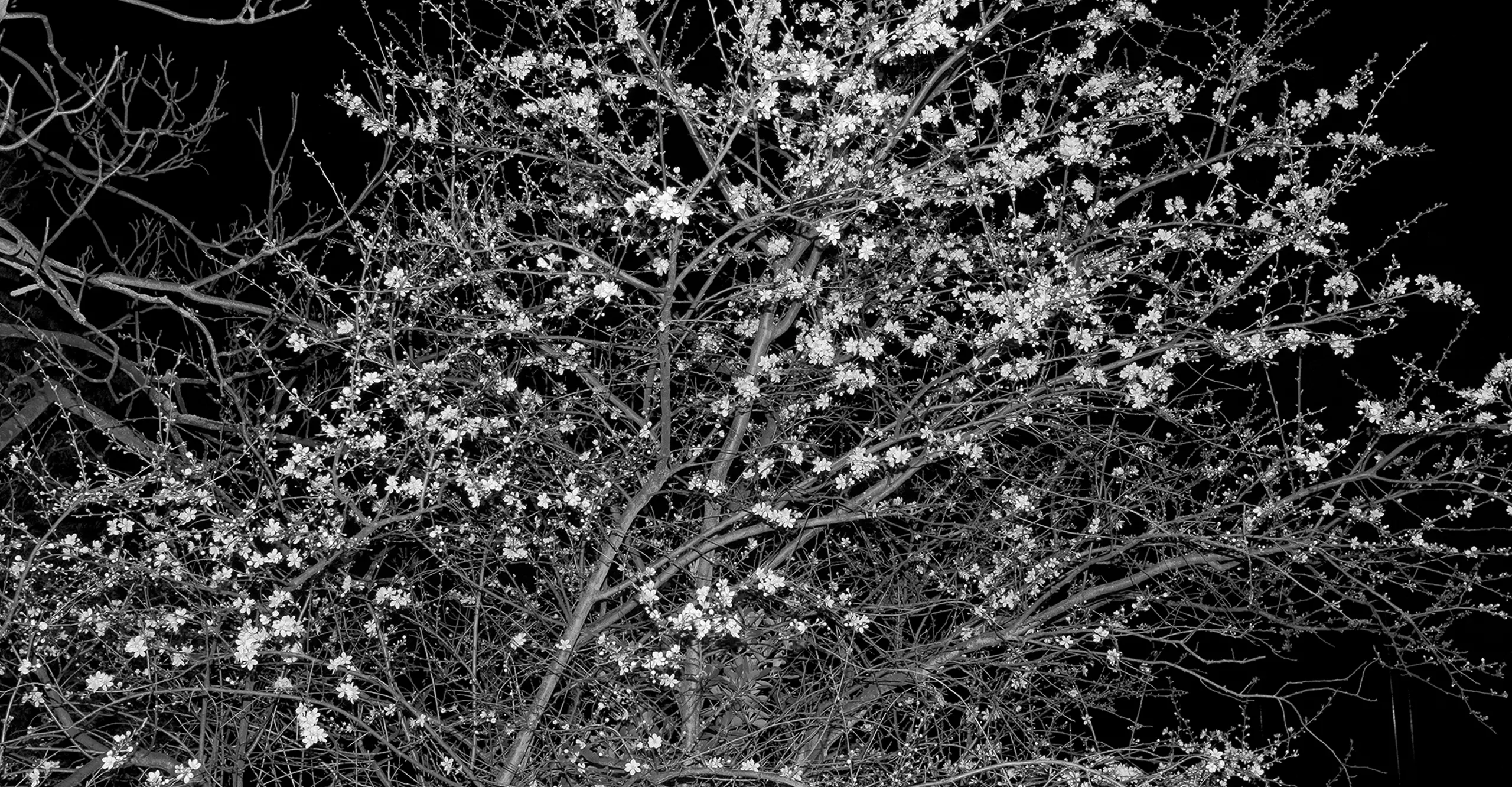 Bush with flowers photographed at night in black and white