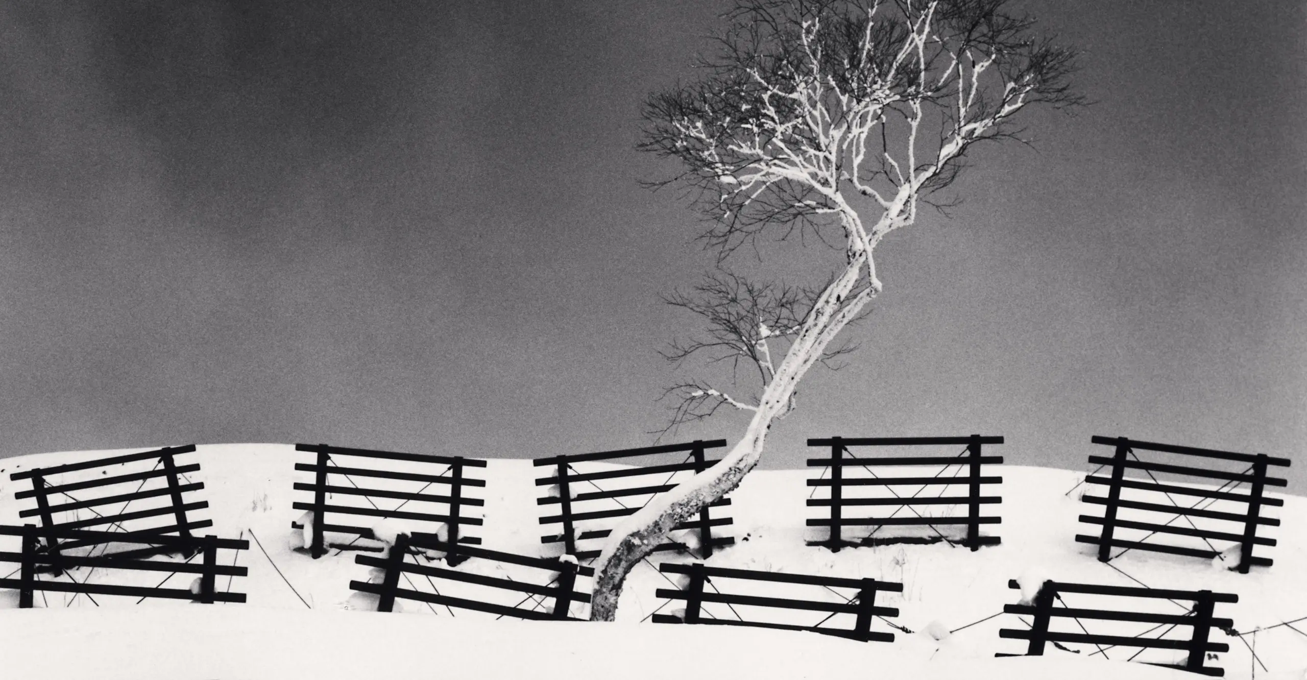 black and white photograph of tree in a snowy field, surrounded by snow barriers 