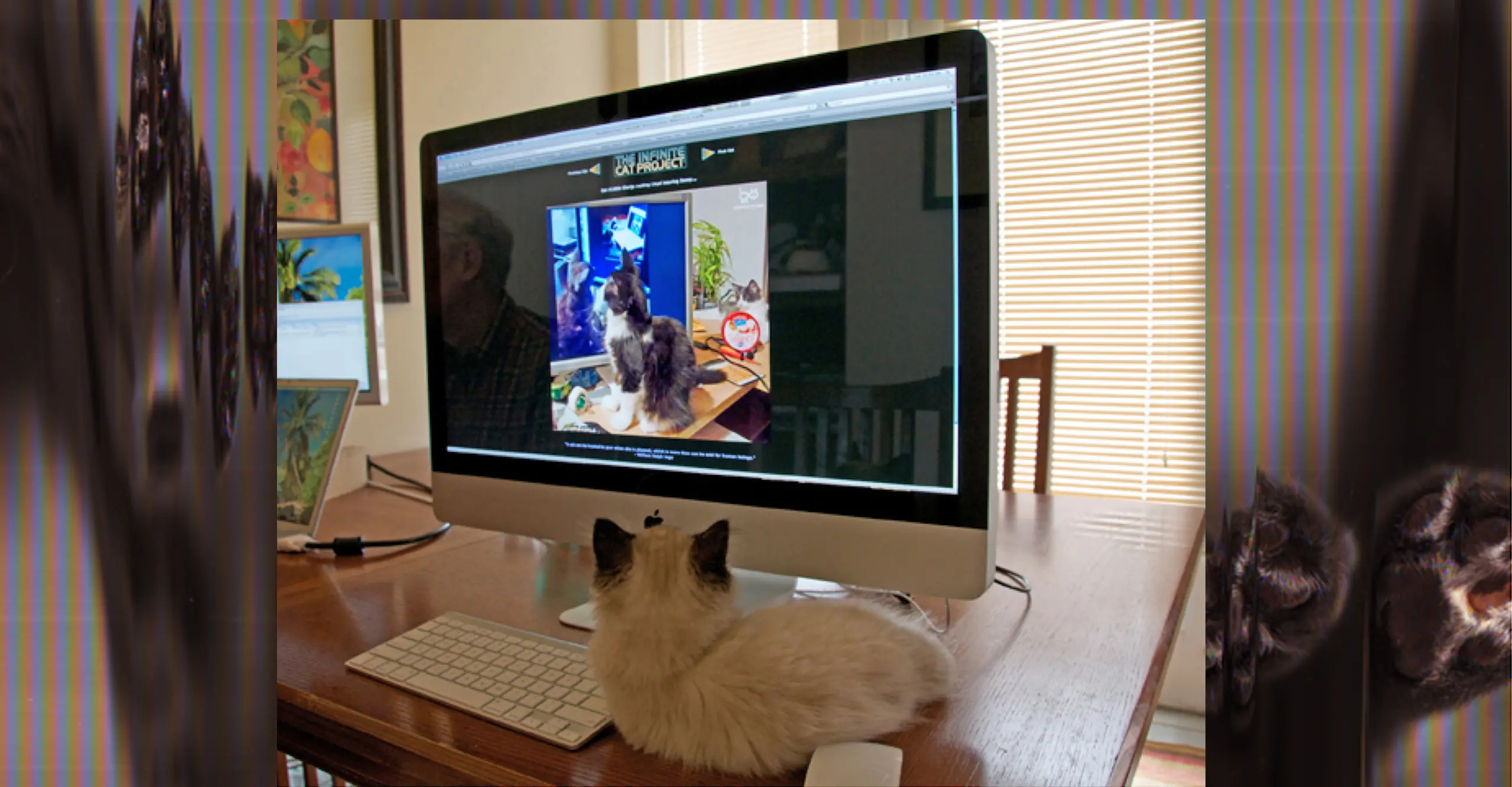Curating the Networked Image - a cat is looking at a cat on a screen, looking at a cat on another screen