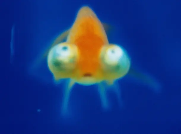 An orange goldfish with large, bulbous eyes stares forward against a deep blue background.