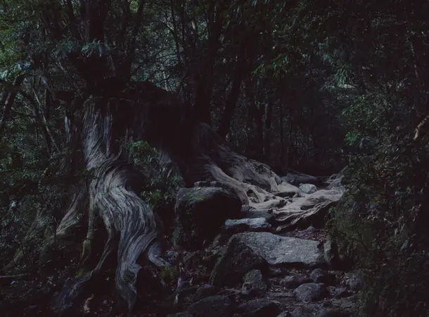 A dark forest floor.