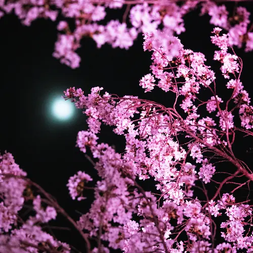 Close up of pink cherry blossom