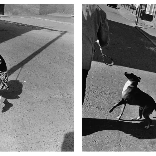 Diptych of two dogs on the street 