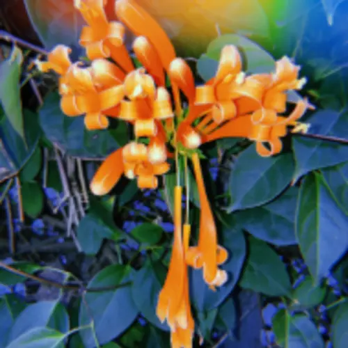 A close up photograph of an orange flower taken on an old digital camera