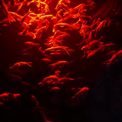 A school of fish bathed in red light.