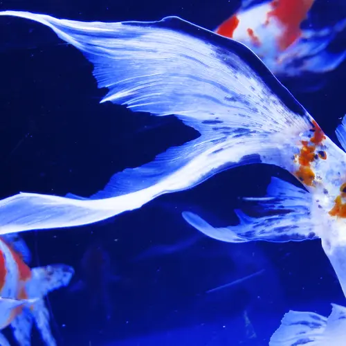 A blue lit view inside a fish tank with a few goldfish in view