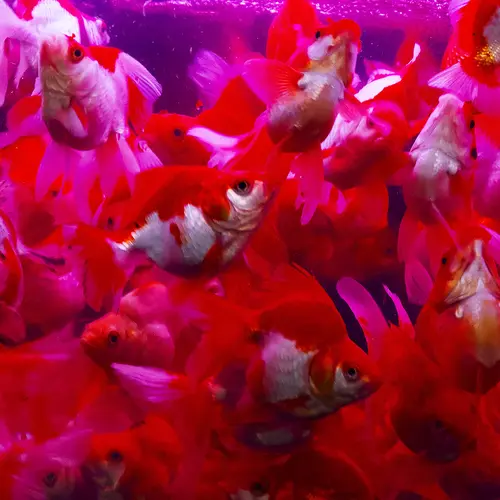 A school of pink goldfish underwater