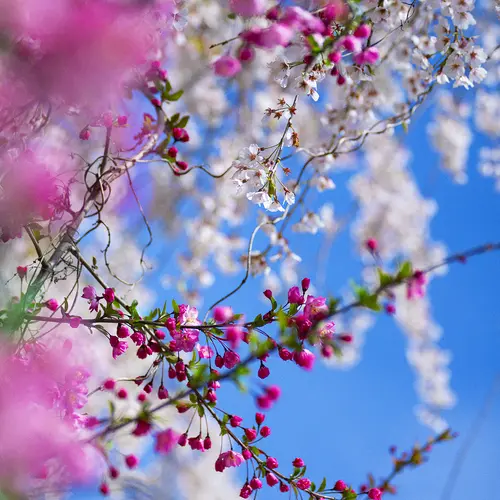 Close up of pink cherry blossom