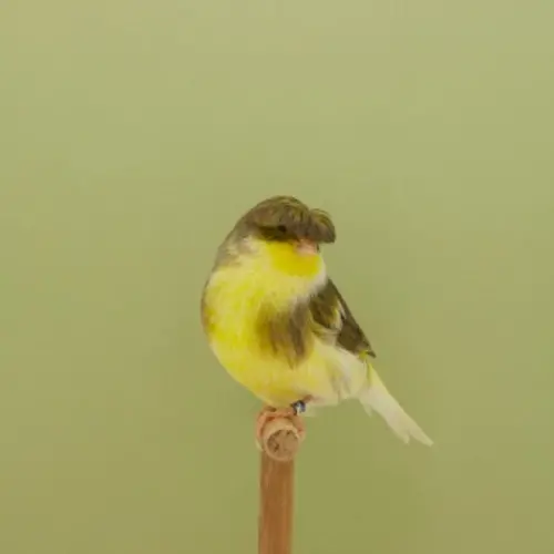 Colour photograph of a yellow and brown bird sat on a wooden perch, set against a green background