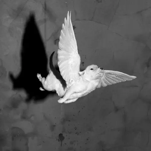 A black and white image of a small golden retriever puppy with a pair of white feathered wings in mid-flight.