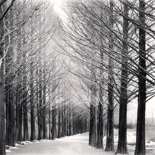 black and white photograph of a row of trees along a snowy path  