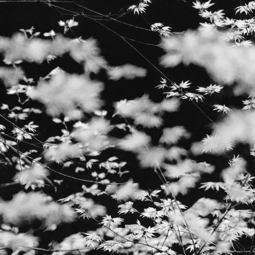 A soft black and white image of a close up of blossom flowers in bloom on branches.