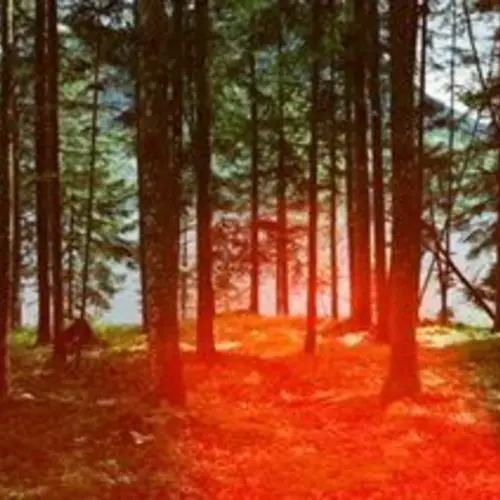 forest with light leek 