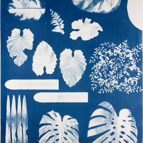 Cyanotype image of leaves
