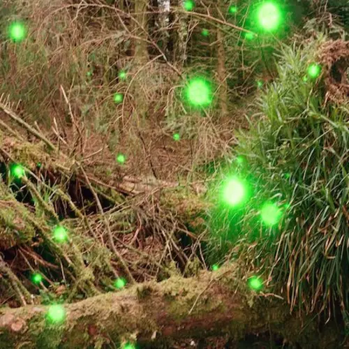 grass with green dots 