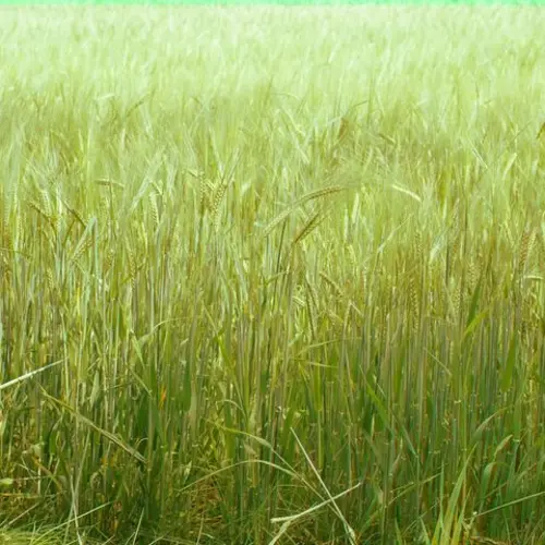 A washed out photograph of a wheat field with a very subtle glitch.