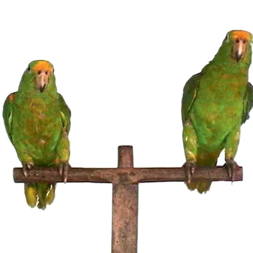 Bocas de ceniza (Mouths of Ash), 2003 Still from video, duration 17 minutes © Juan Manuel Echavarría