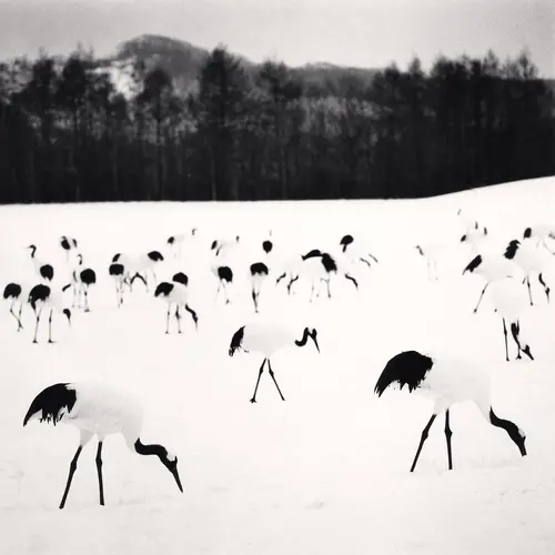 black and white photograph of a group of cranes standing in the snow 