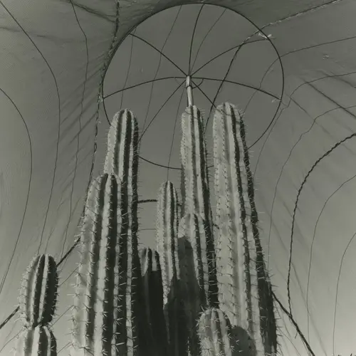 Black and white photograph of a cacti tree.