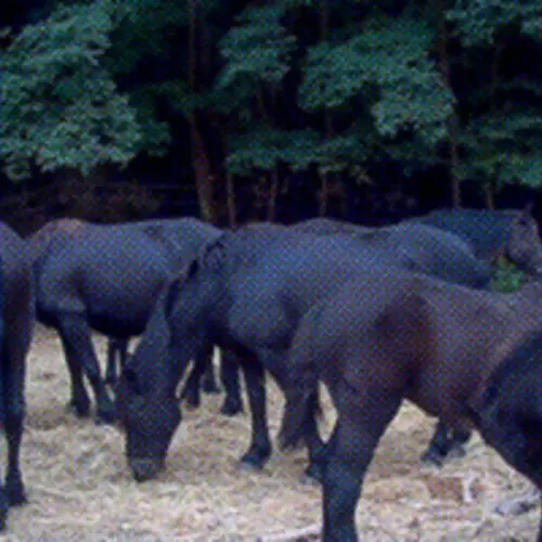 A photograph of several dark haired horses