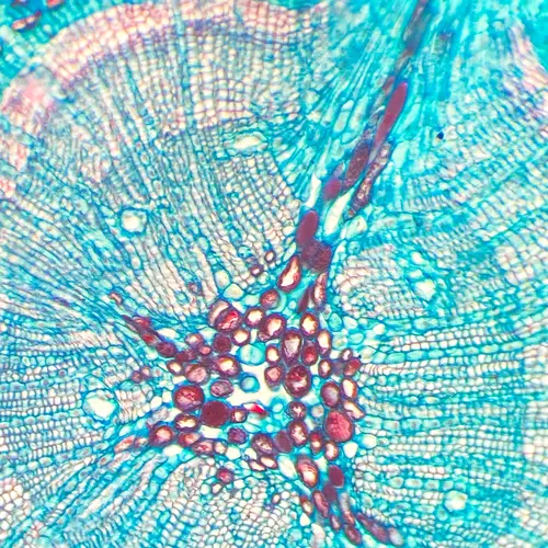 A bright blue and purple microscopic image of a plant