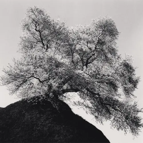 black and white imsge of a tree on top of a small hill