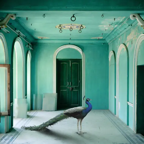 A room full of arched doorways and walls painted in a teal limewash. A peacock is stood in the centre of the room as if it had just wandered in.