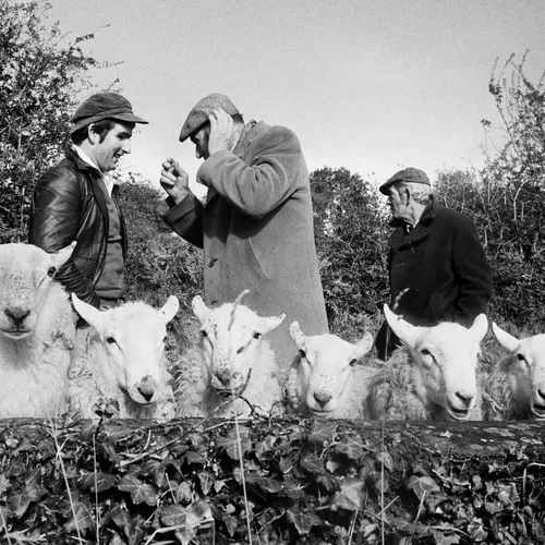 black and white photograph showing three farmers standing behind a row of seven goats, with unruly trees in the background.