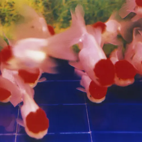 A view inside a fish tank with goldfish clustering near the bottom.