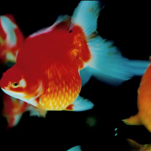 Colour photograph of red, yellow and blue coloured fishes.
