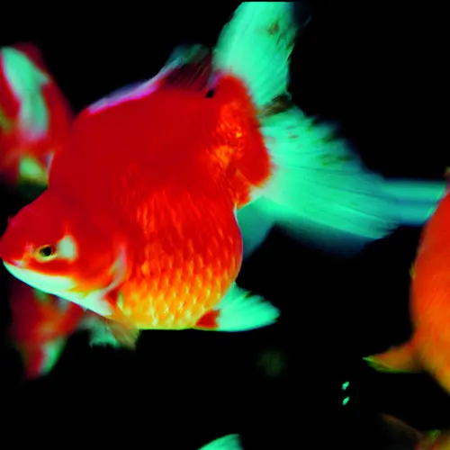 A close up of gold fish