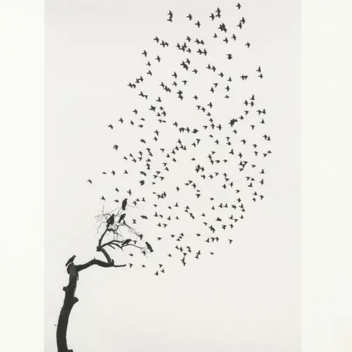 Black and white photograph of a big flock of birds flying over a silhouetted tree.