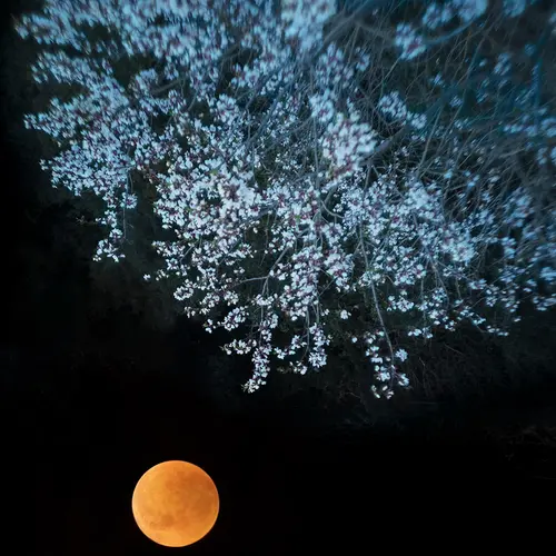 Yellow moon and tree against night sky