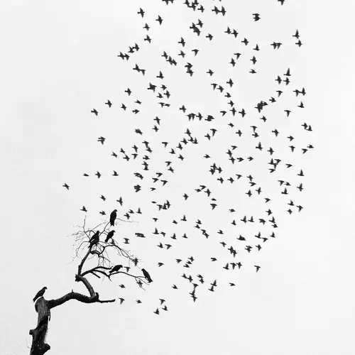 Murmuration of birds flying from a tree